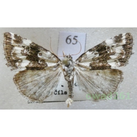 Deltote deceptoria (Scopoli, 1763) Czech65